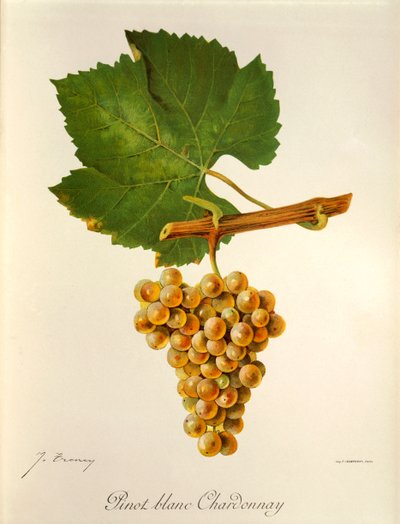 Pinot Blanc Chardonnay druif door Jules Troncy