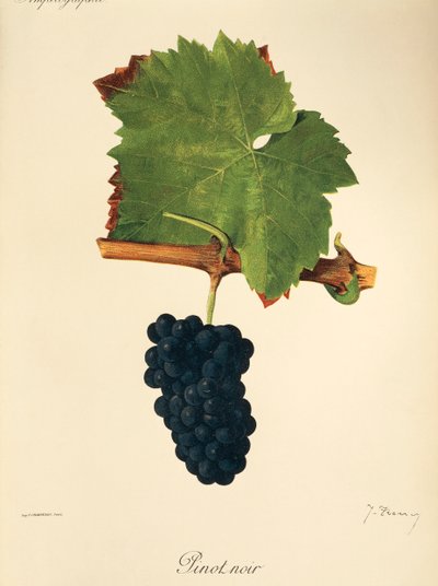 Pinot Noir druif door Jules Troncy