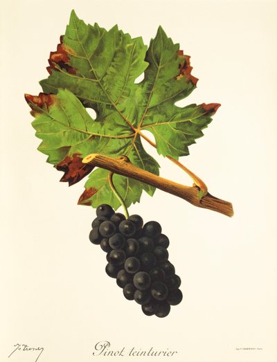 Pinot Teinturier druif door Jules Troncy