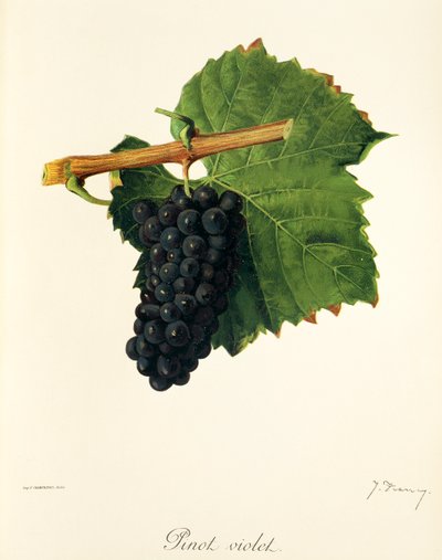 Pinot Violet druif door Jules Troncy