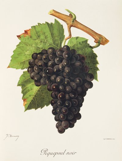 Piquepoul Noir druif door Jules Troncy