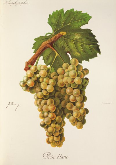 Prin Blanc druif door Jules Troncy