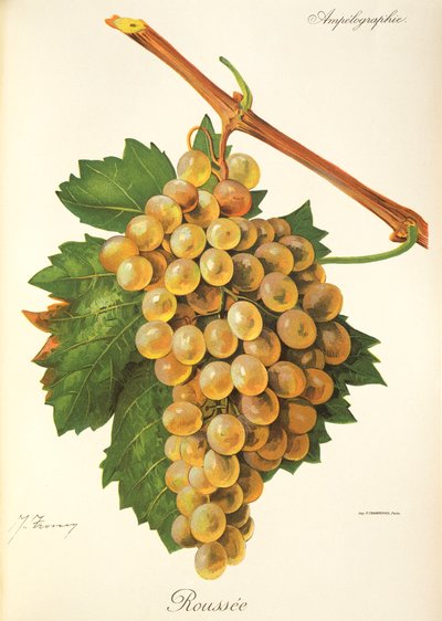 Roussee druif door Jules Troncy