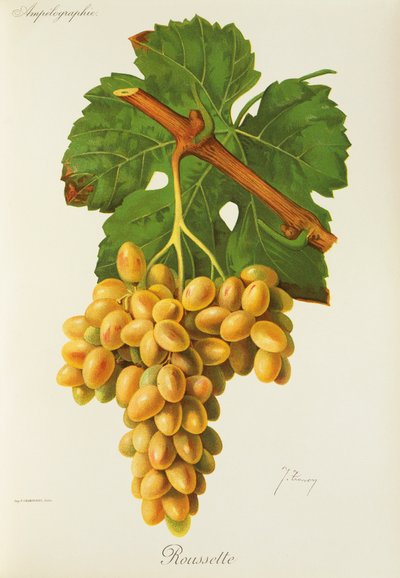 Roussette druif door J. Troncy door Jules Troncy