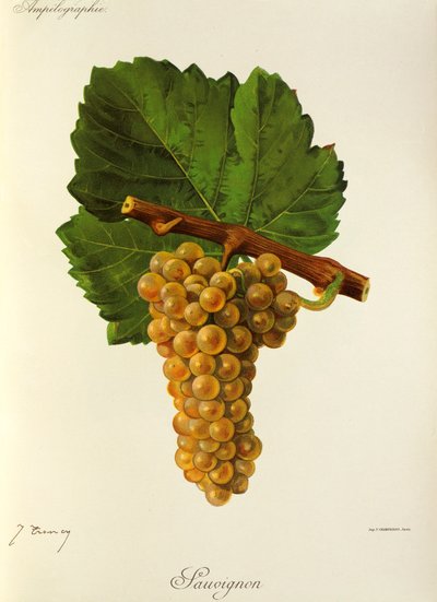 Sauvignon druif door J. Troncy door Jules Troncy