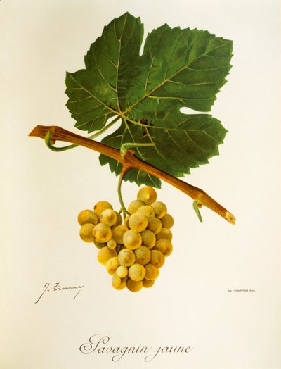 Savagnin Jaune druif door Jules Troncy