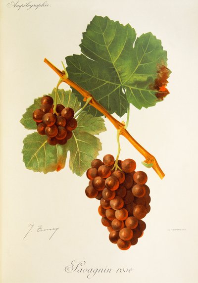 Savagnin Rose-druif door Jules Troncy