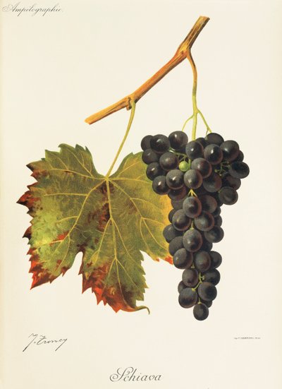 Schiava druif door Jules Troncy