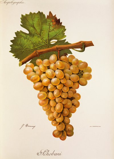 Schobani-druif door Jules Troncy