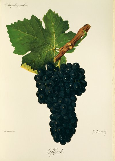 Syrah druif door Jules Troncy