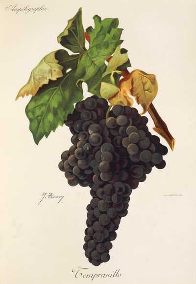 Tempranillo druif door Jules Troncy