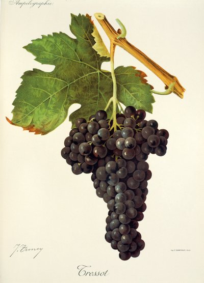 Tressot-druif door J. Troncy door Jules Troncy