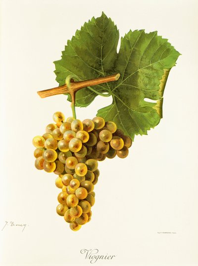 Viognier druif door Jules Troncy