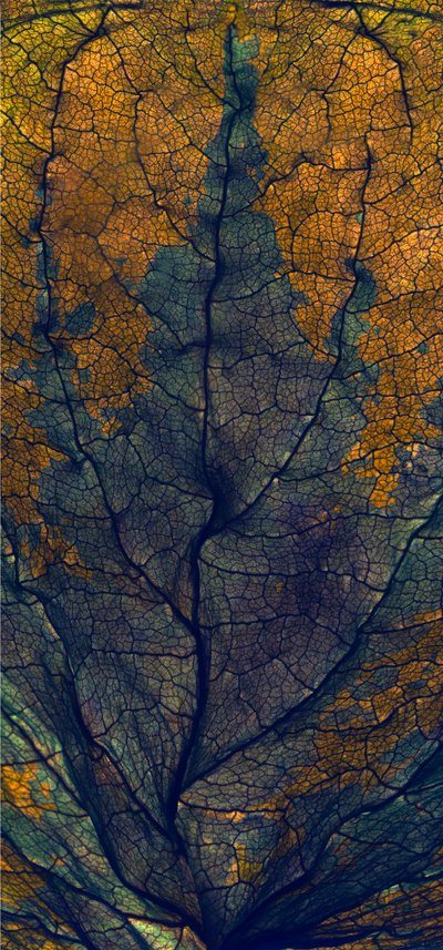 Coleus Venster, 2008 door Julia McLemore