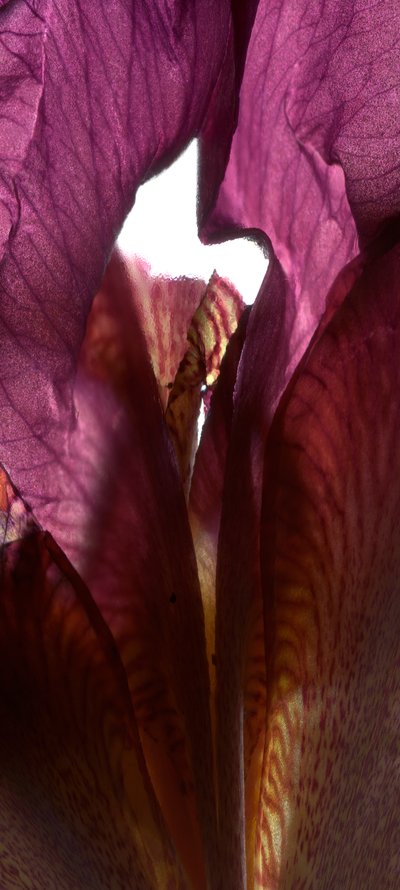 Iris Heiligdom Paars, 2011 door Julia McLemore