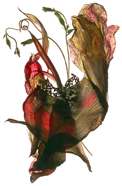 Morning Glory Canna Hart, 2012 door Julia McLemore