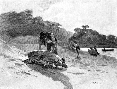 Schildpadden vangen door Julian Ashton