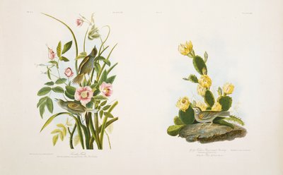 Seaside Finch/Grass Finch, of Bay-Winged Bunting, naar J.J. Audubon