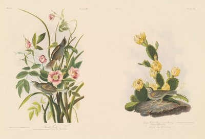 Strandvink; en Grafs vink of Bay-Winged Bunting door Julius Bien after John James Audubon