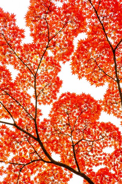 Vurige herfstesdoorns door KUNIHIRO TAKUMA