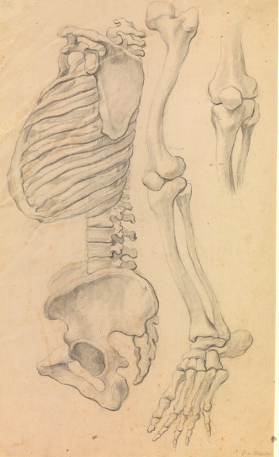 Ruggengraat met ribbenkast en bekken, profiel naar links; ook botten van een linkerbeen van heup tot teen en detail van een knie (1662?) door Karel van III Mander