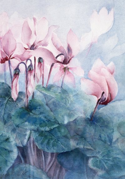 Roze Cyclamen Pseudibericum door Karen Armitage
