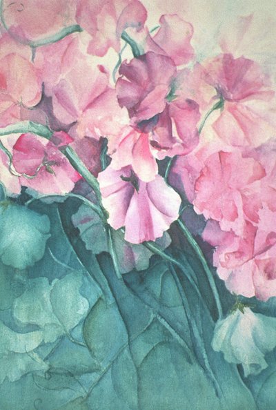 Lathyrus, Roze Trots (verticaal) door Karen Armitage