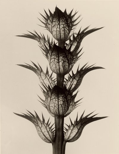 Acanthus mollis door Karl Blossfeldt