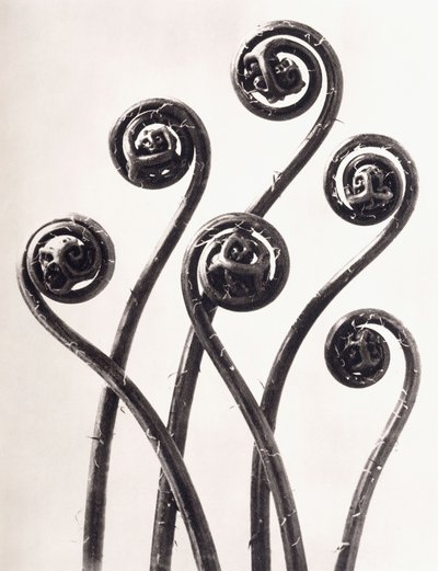 Adiantum Pedatum - Amerikaanse Venushaarvaren, Jonge opgerolde bladeren Achtmaal Vergroot door Karl Blossfeldt