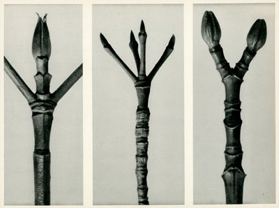 Cornus Nuttallii door Karl Blossfeldt