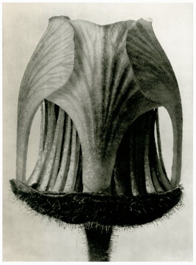 Geum Rivale. 1929 door Karl Blossfeldt