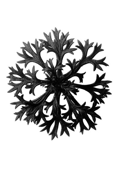 Oervormen van kunst (Urformen der Kunst) door Karl Blossfeldt