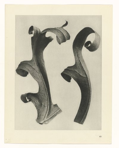 Plantstudies (Urformen der Kunst: photographische Pflanzenbilder) door Karl Blossfeldt