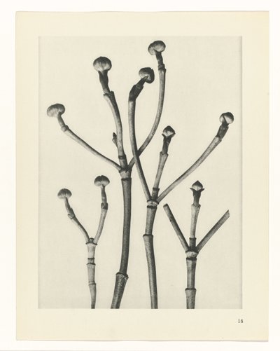 Plantstudies (Urformen der Kunst: photographische Pflanzenbilder) door Karl Blossfeldt