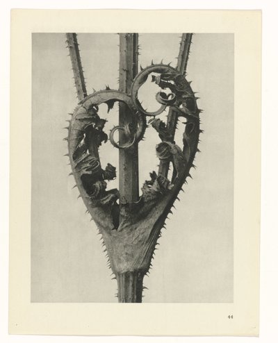 Plantstudies Urformen der Kunst: fotografische plantenbeelden (serietitel) door Karl Blossfeldt