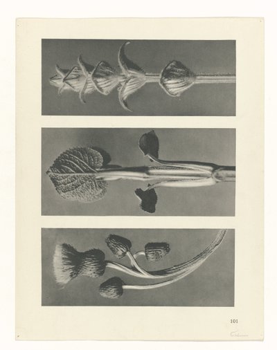 Plantstudie (Urformen der Kunst) door Karl Blossfeldt