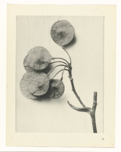 Plantstudie (Urformen der Kunst) door Karl Blossfeldt