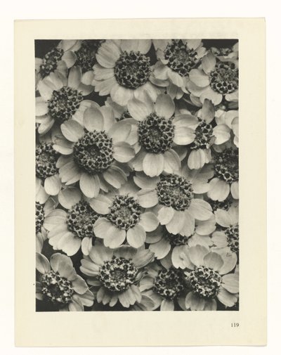 Plantstudie (Urformen der Kunst) door Karl Blossfeldt