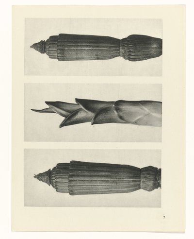 Plantstudie (Urformen der Kunst) door Karl Blossfeldt