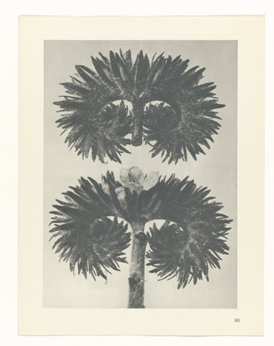 Plantstudie (Urformen der Kunst) door Karl Blossfeldt