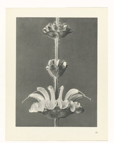 Plantstudie (Urformen der Kunst) door Karl Blossfeldt