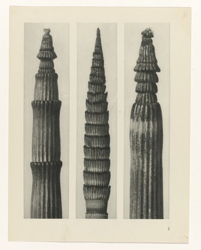Plantstudie (Urformen der Kunst) door Karl Blossfeldt