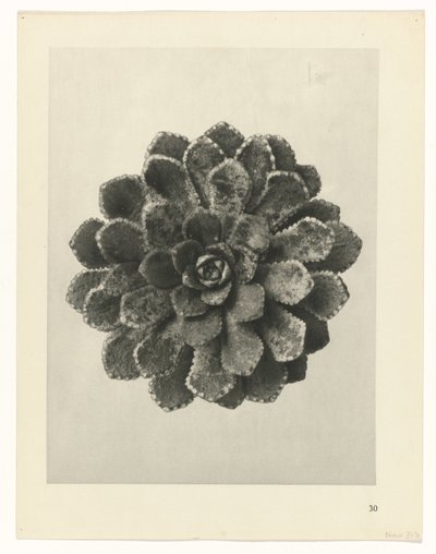 Plantstudie (Urformen der Kunst) door Karl Blossfeldt