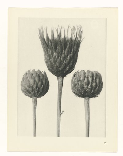 Plantstudie (Urformen der Kunst) door Karl Blossfeldt
