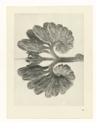 Plantstudie (Urformen der Kunst) door Karl Blossfeldt
