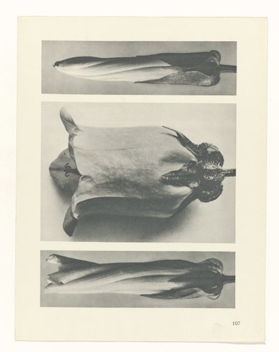 Plantstudie (Urformen der Kunst) door Karl Blossfeldt