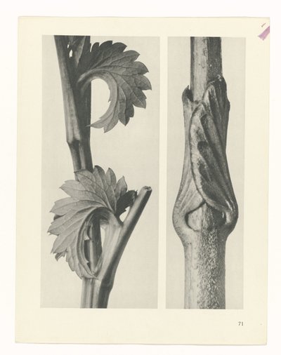 Plantstudie (Urformen der Kunst) door Karl Blossfeldt