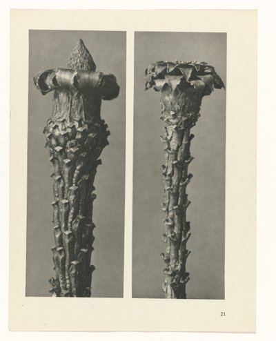 Plantstudie (Urformen der Kunst) door Karl Blossfeldt