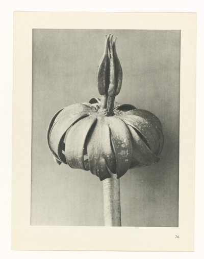 Plantstudie Urformen der Kunst (serietitel) door Karl Blossfeldt