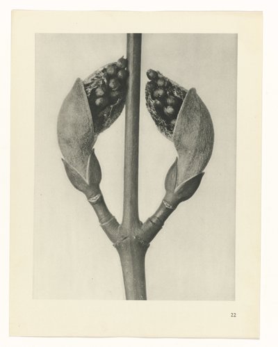 Plantstudie Urformen der Kunst (serietitel) door Karl Blossfeldt